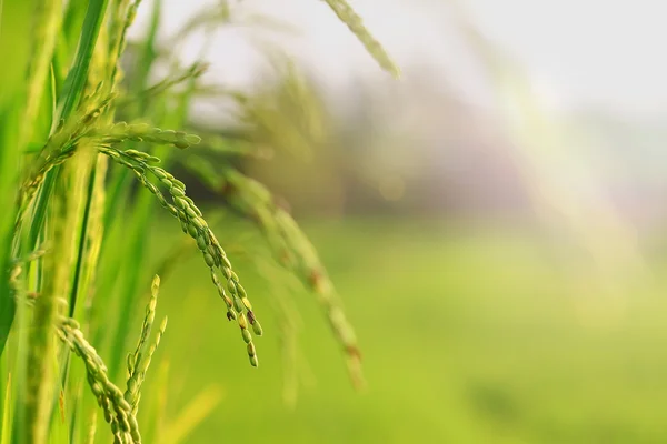 Rice — Stock Photo, Image