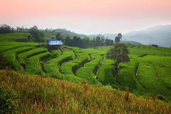 Cornfield — Stock Photo, Image