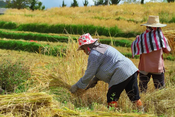 Campo de cosecha — Foto de Stock