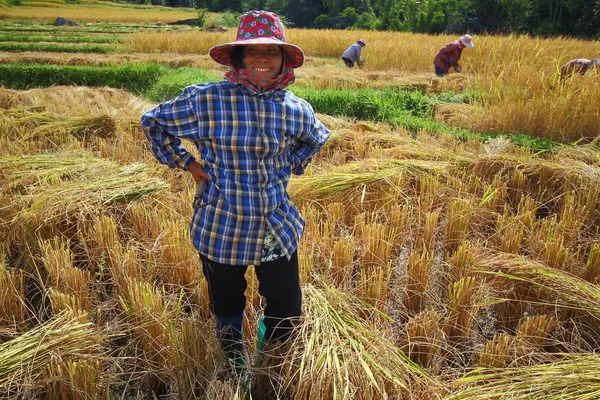 Campo de cosecha — Foto de Stock