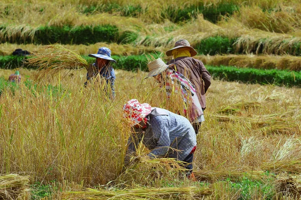 Campo de cosecha —  Fotos de Stock