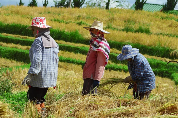 Campo de cosecha — Foto de Stock