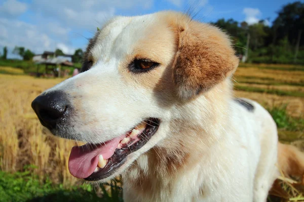 Köpek. — Stok fotoğraf