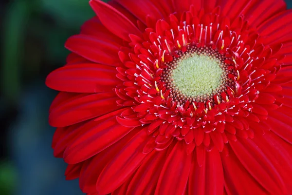 Flower — Stock Photo, Image