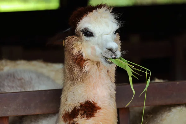 Alpaca — Foto de Stock