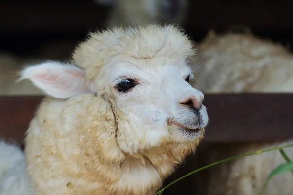 Alpaca — Stock Photo, Image