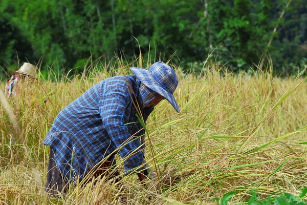 Campo de cosecha — Foto de Stock