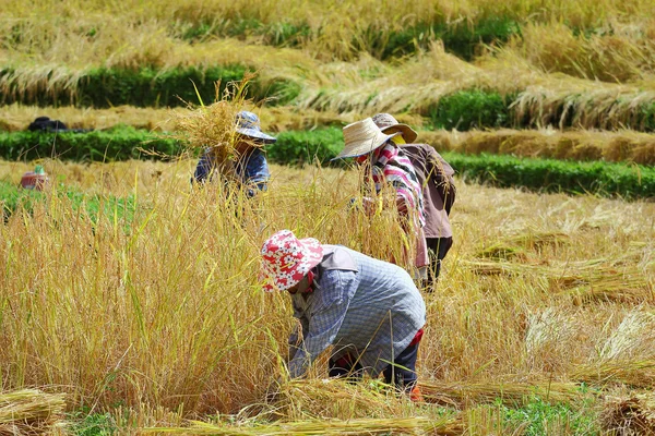 Campo de cosecha —  Fotos de Stock