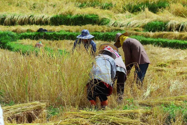 Campo de cosecha — Foto de Stock