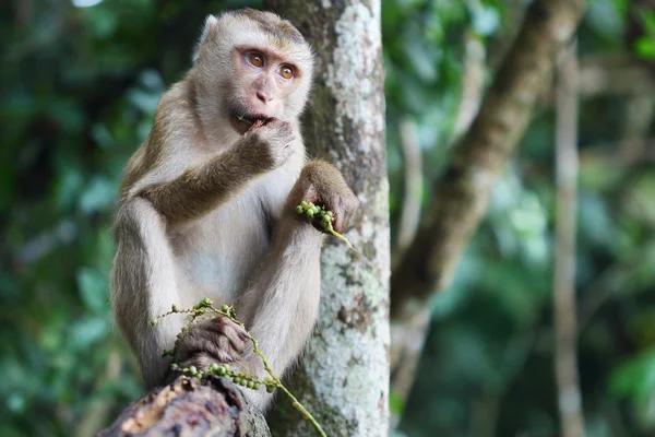 Macaco. — Fotografia de Stock