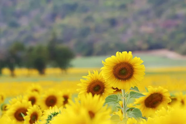 Zonnebloemen — Stockfoto