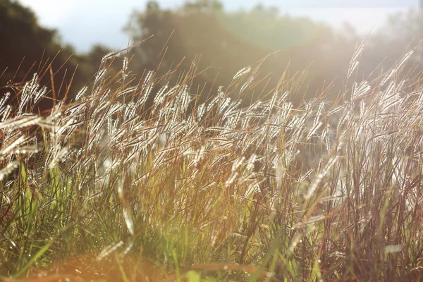 Gräs blommor — Stockfoto