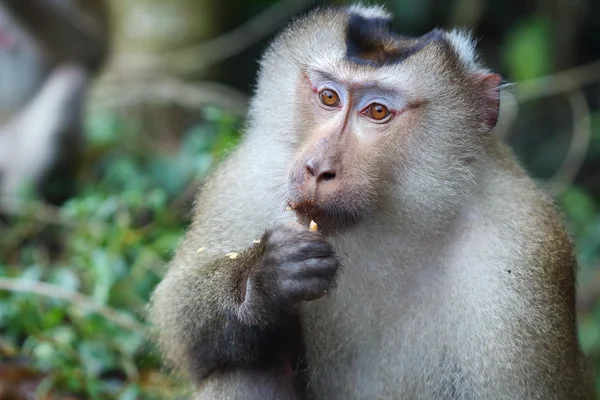 Macaco. — Fotografia de Stock