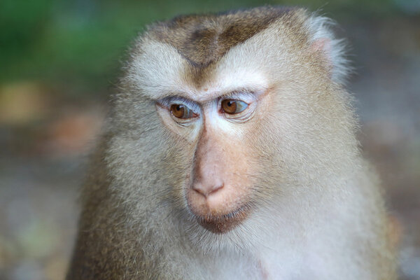 Monkey, close up