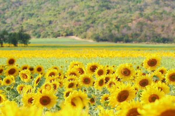 Zonnebloemen — Stockfoto