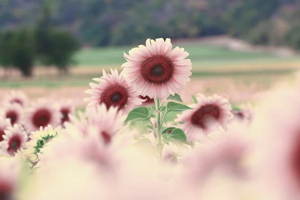 Girasoli — Foto Stock