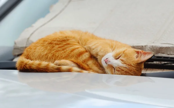 Gato durmiendo — Foto de Stock