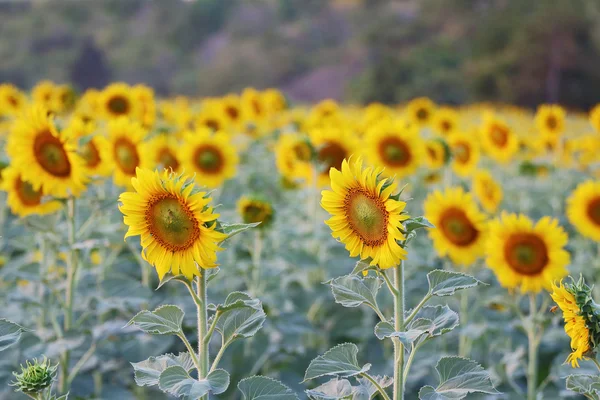 Zonnebloemen — Stockfoto