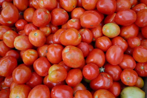 Tomates — Fotografia de Stock