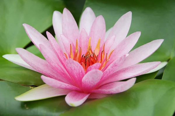 Water lilly — Stockfoto