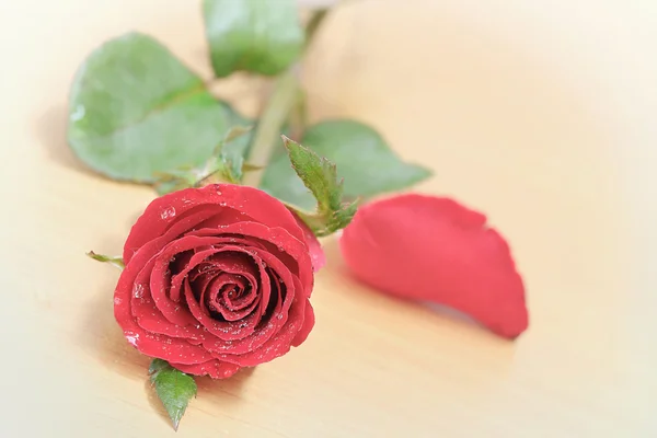 Red rose — Stock Photo, Image