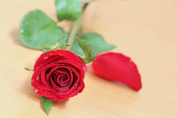 Rosa roja — Foto de Stock