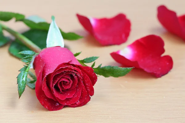 Red rose — Stock Photo, Image