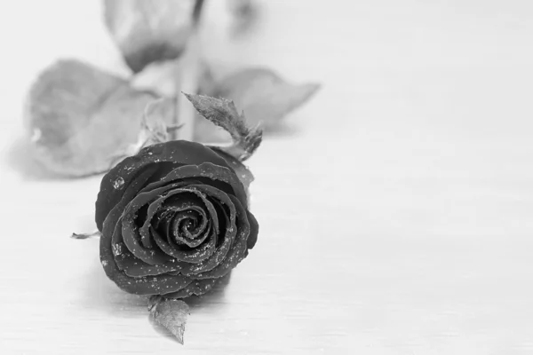 Rote Rose — Stockfoto