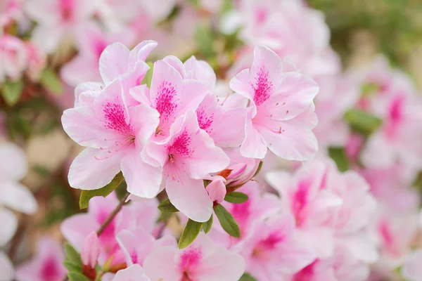 Azalea — Stockfoto