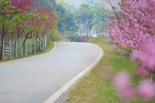 Road — Stock Photo, Image