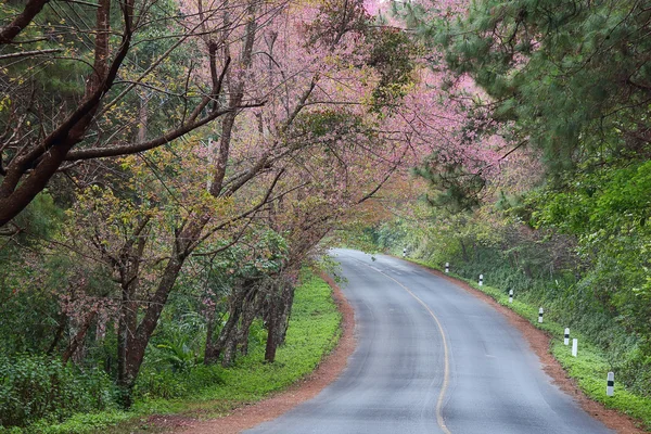 vahşi Himalaya kiraz