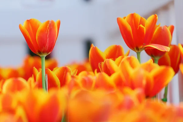 Tulpen — Stockfoto