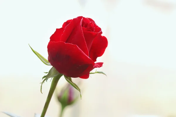 Rote Rose — Stockfoto