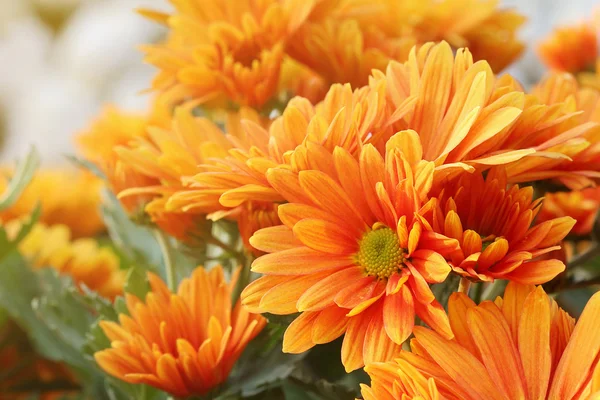 Chrysanthemum flowers — Stock Photo, Image