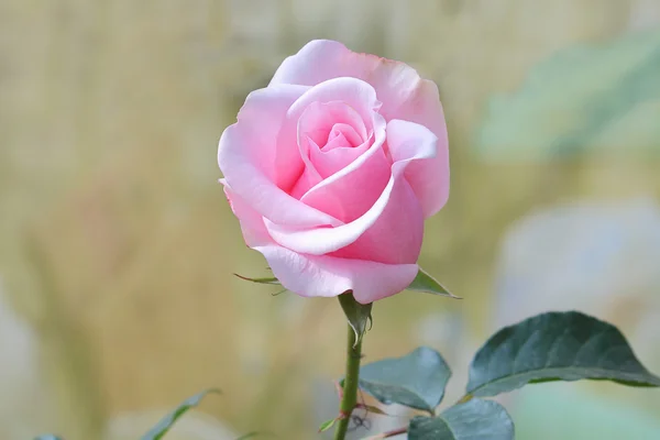 Pink rose — Stock Photo, Image