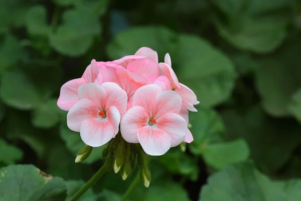 Geranium — Stock Photo, Image