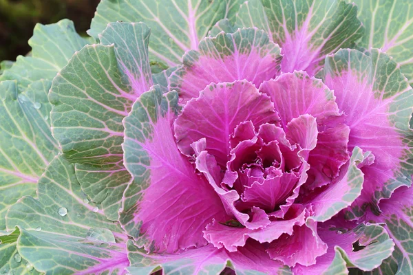 Ornamental cabbage — Stock Photo, Image