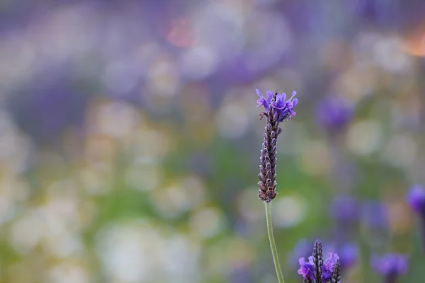 Lavender — Stock Photo, Image