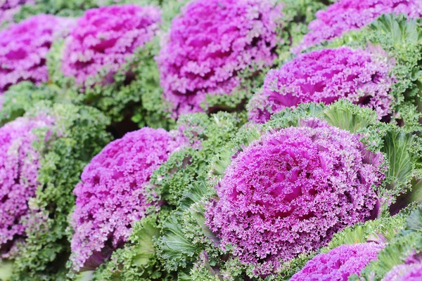 Ornamental cabbage — Stock Photo, Image