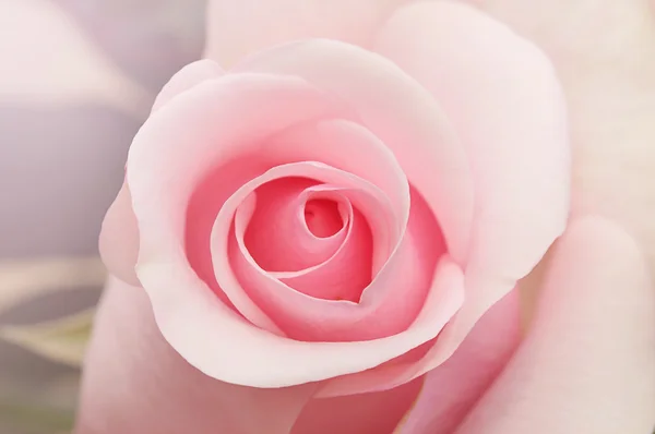 Pink rose — Stock Photo, Image