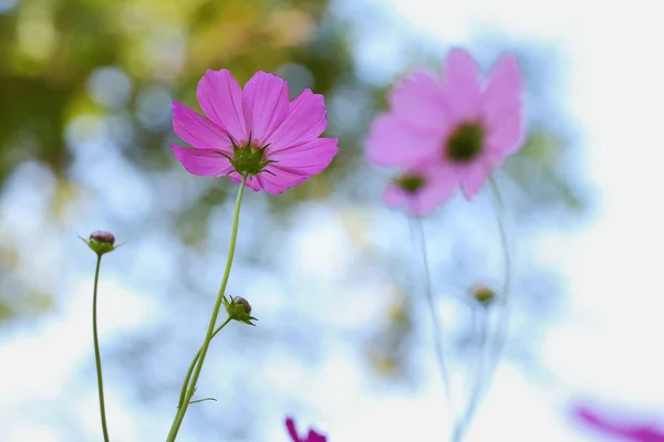 Cosmos flower — стоковое фото