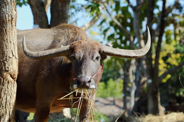 Water buffalo — Stock Photo, Image