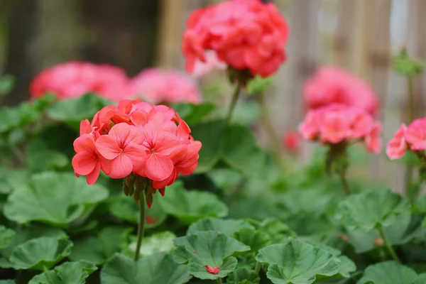 Geraniums — Stock Photo, Image