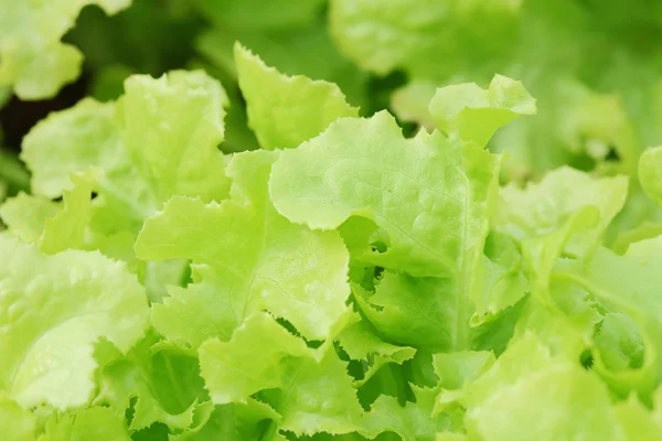 Vegetable — Stock Photo, Image