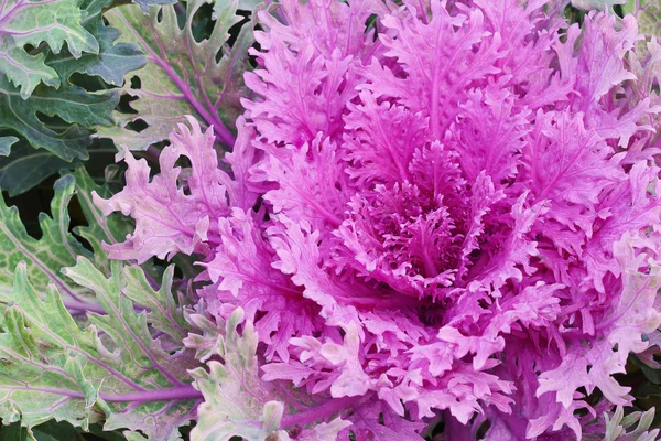 Ornamental cabbage — Stock Photo, Image