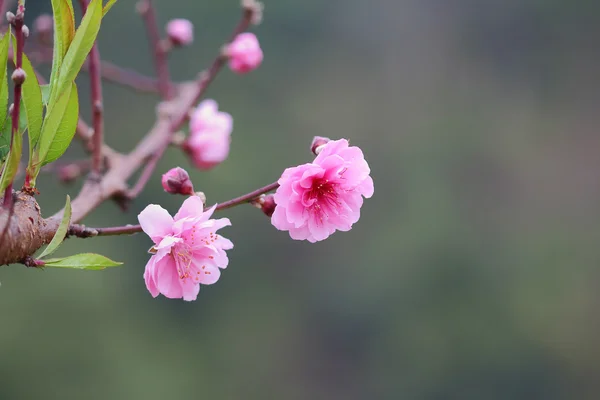 Flor de ameixa — Fotografia de Stock