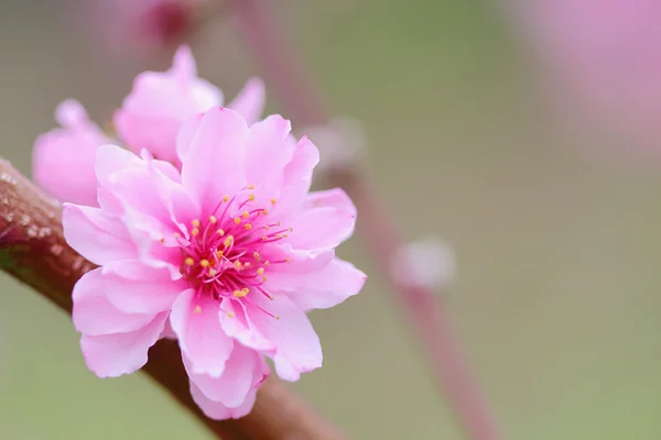 Plommonblomma — Stockfoto