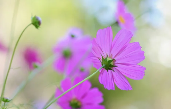 Cosmos çiçek — Stok fotoğraf