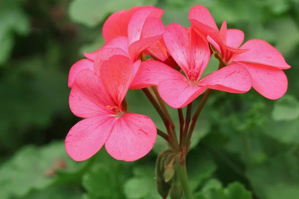 Pelargonie — Zdjęcie stockowe