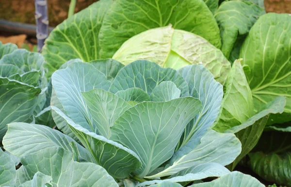 Cabbage — Stock Photo, Image